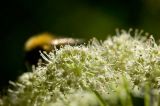 Apiaceae