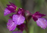 Anacamptis papilionacea. Верхняя часть соцветия с сидящей личинкой кузнечика. Греция, Пелопоннес, Мессения, тропа выше влажного леса возле ущелья Фарангаки Перистерия. 29.03.2015.