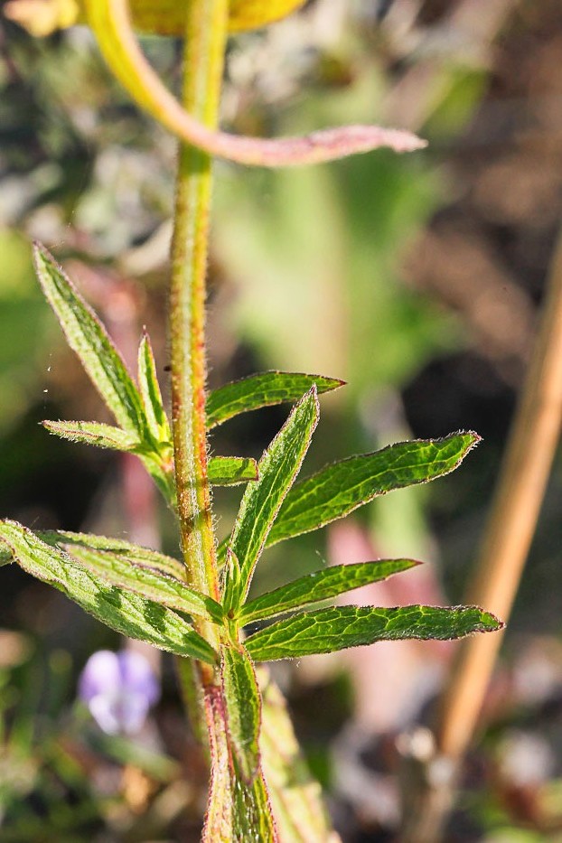 Изображение особи Stachys recta.