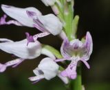 Orchis subspecies stevenii