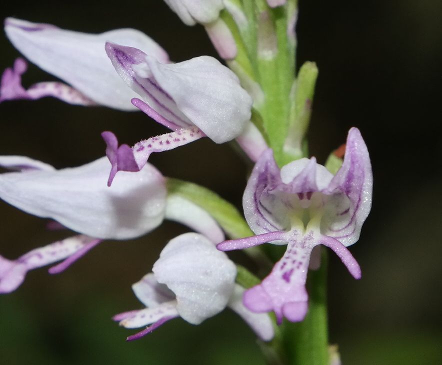 Image of Orchis militaris ssp. stevenii specimen.