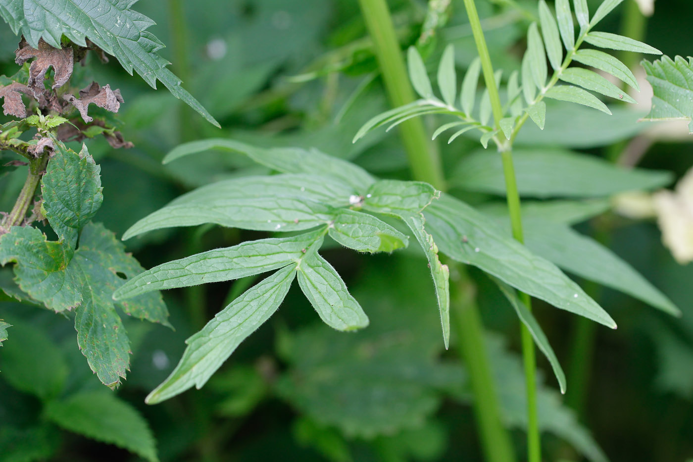 Изображение особи Valeriana officinalis.