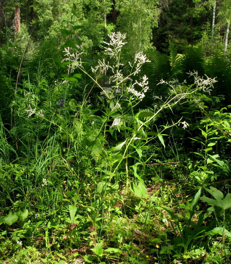 Изображение особи Aconogonon sajanense.