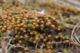 Polytrichum piliferum