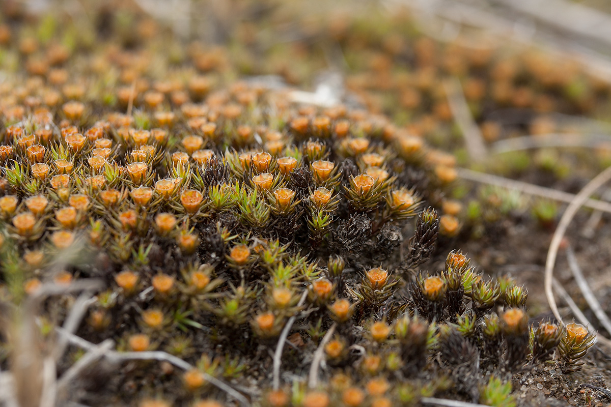 Изображение особи Polytrichum piliferum.