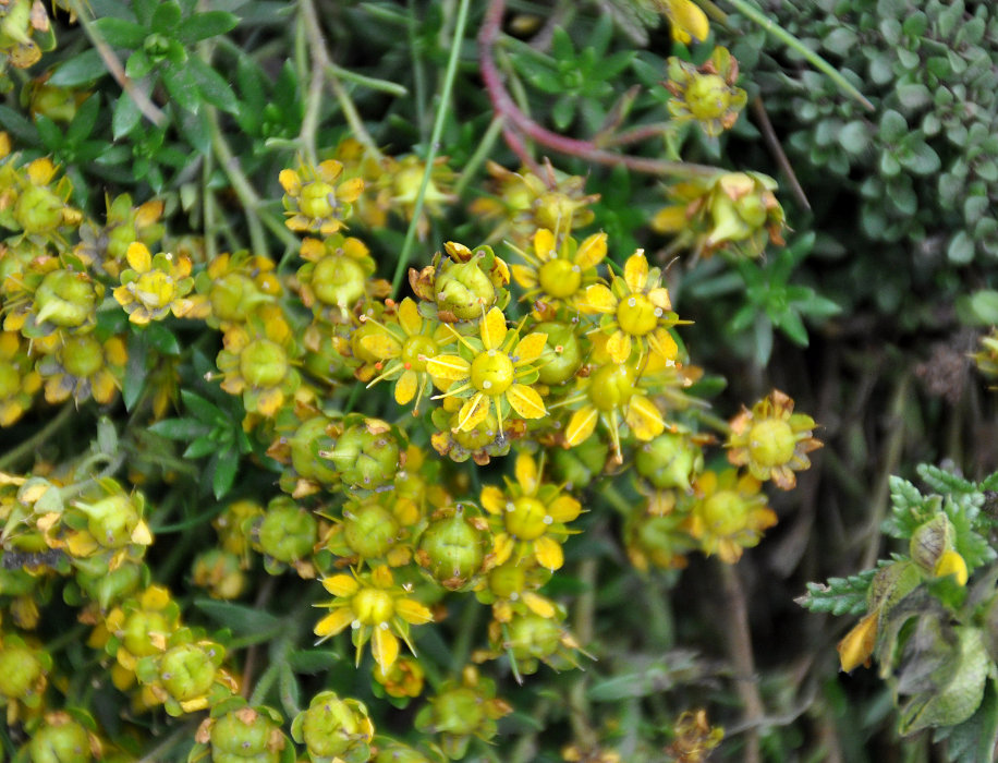 Изображение особи Saxifraga aizoides.