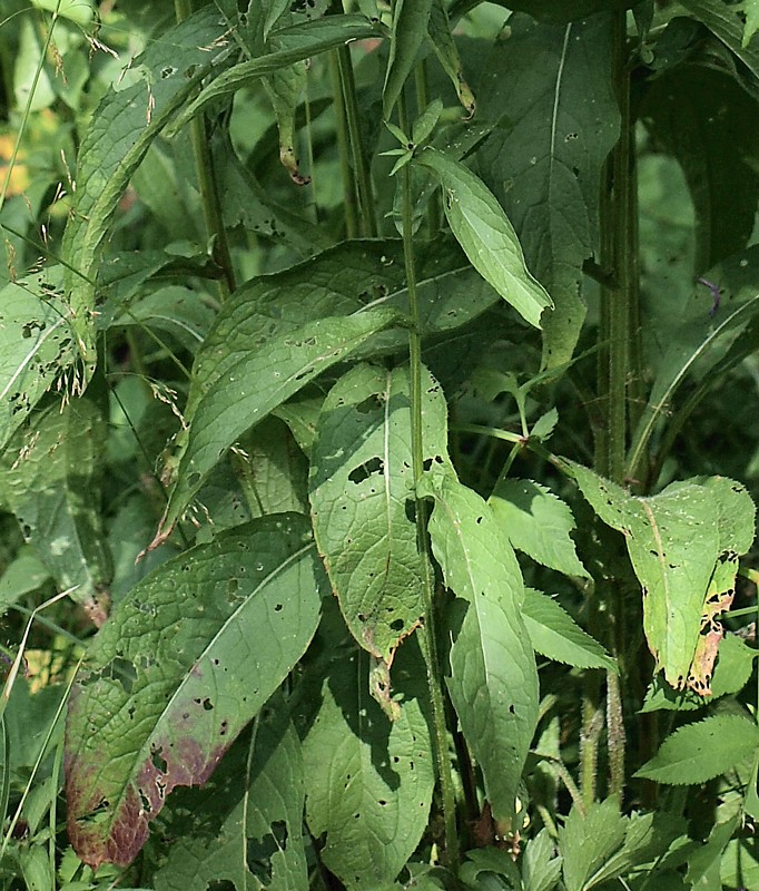Image of Centaurea phrygia specimen.