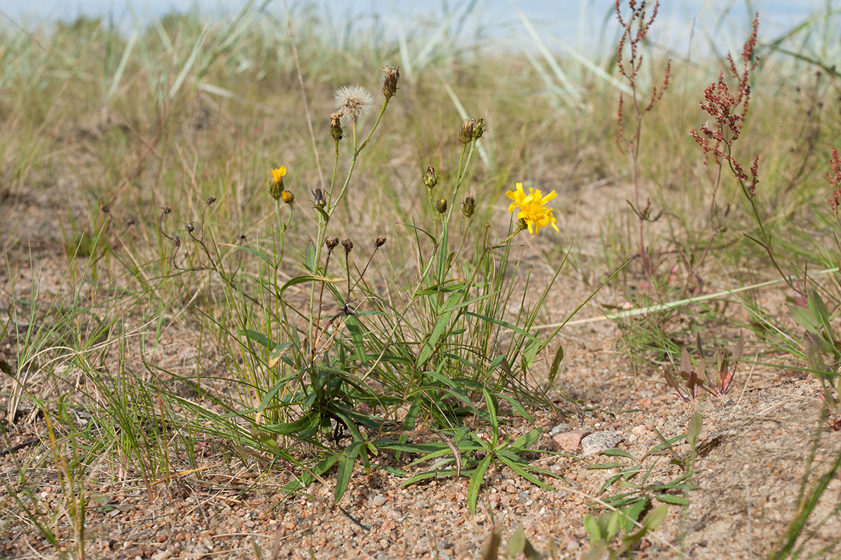 Изображение особи Hieracium umbellatum var. dunale.