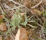 Centaurea aegyptiaca