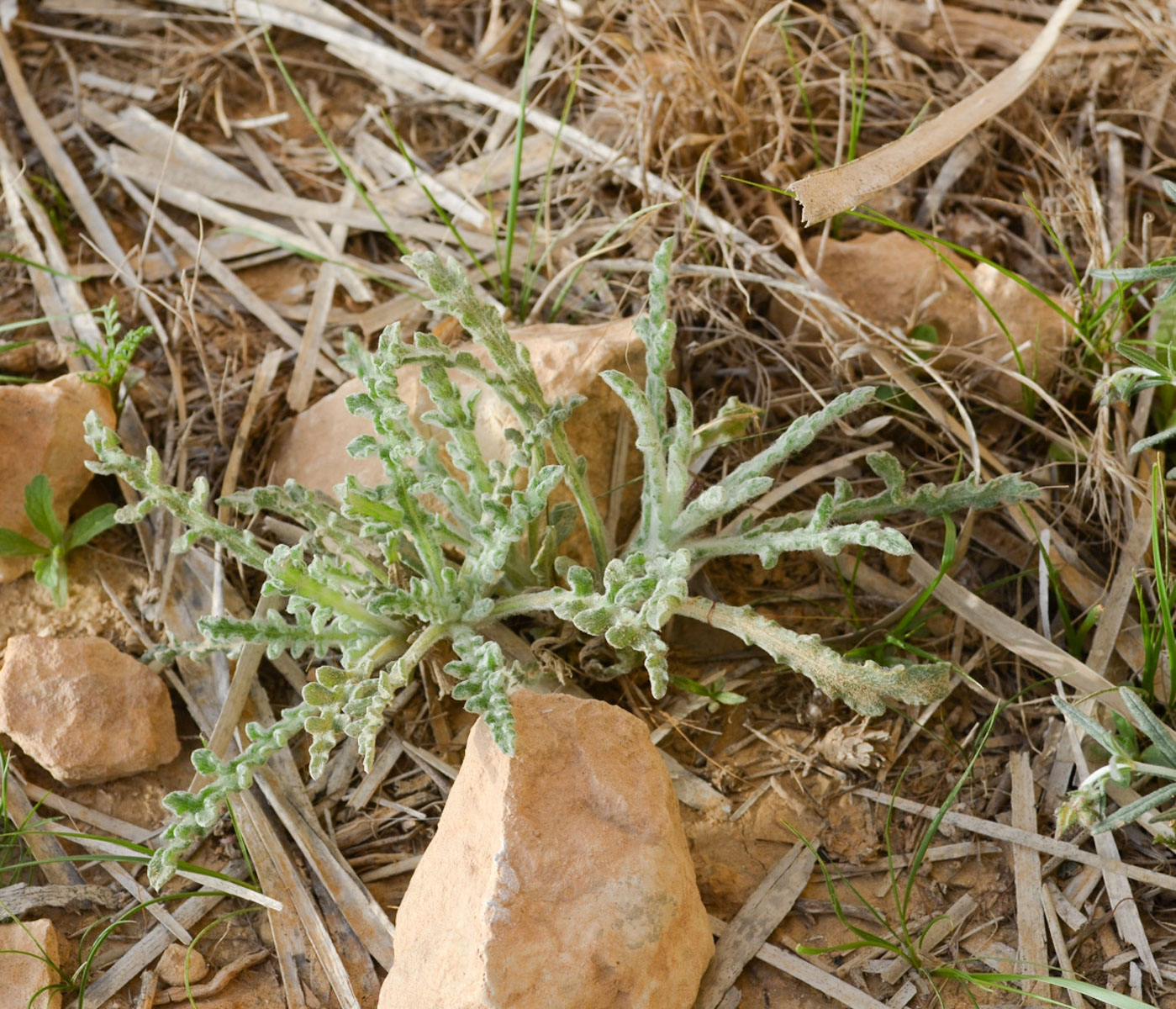 Изображение особи Centaurea aegyptiaca.