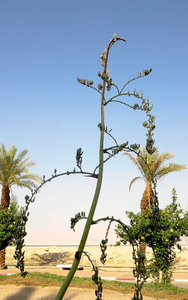 Изображение особи Hesperaloe campanulata.