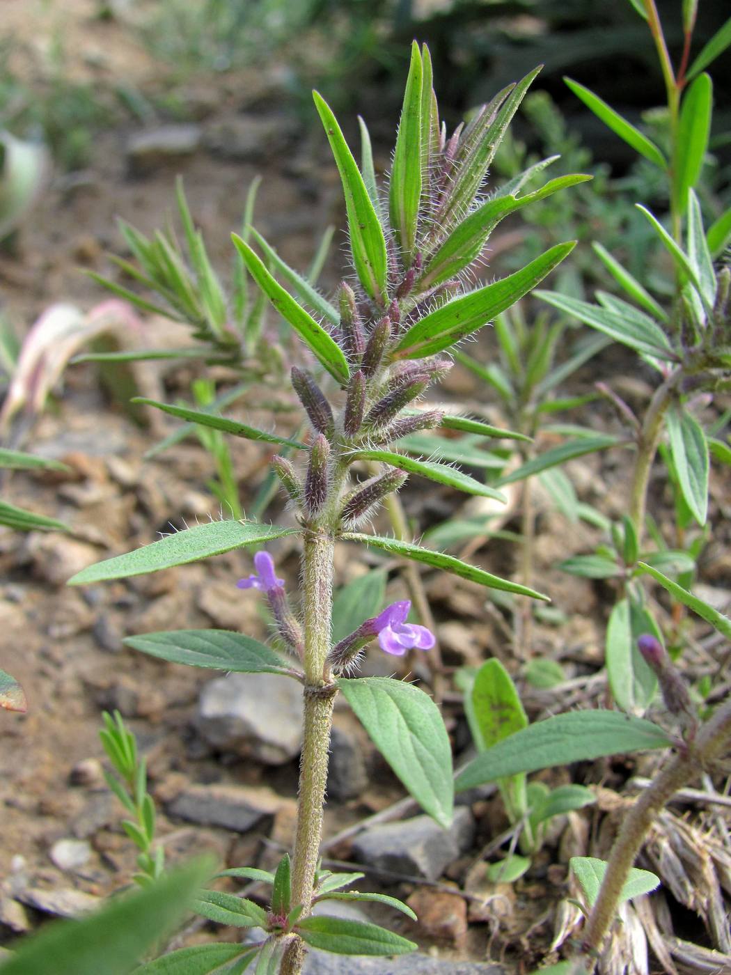 Image of Ziziphora tenuior specimen.