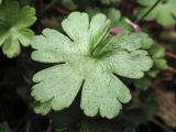 Geranium lucidum