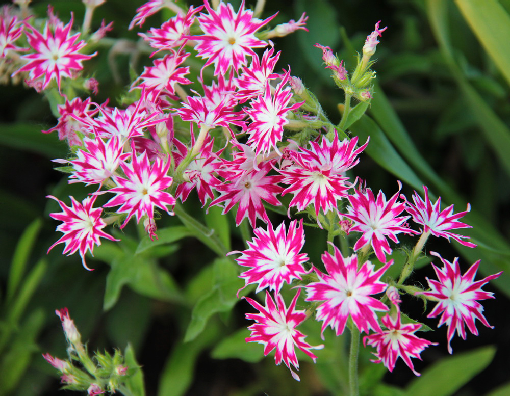 Изображение особи Phlox drummondii.