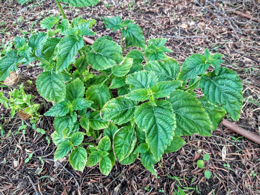 Изображение особи Lantana camara.