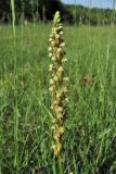 Orchis anthropophora