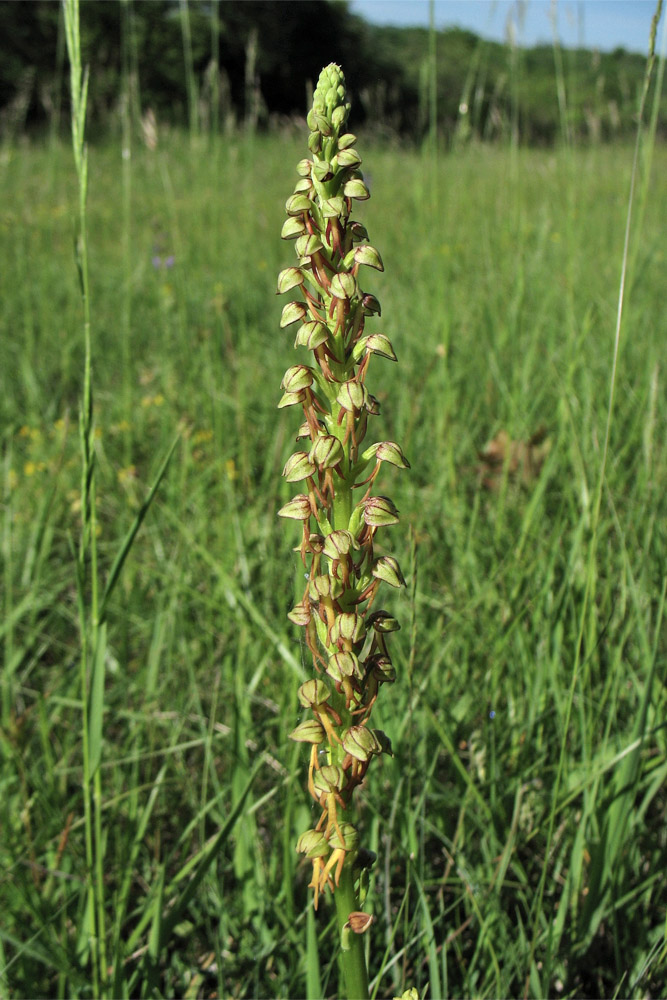 Image of Orchis anthropophora specimen.