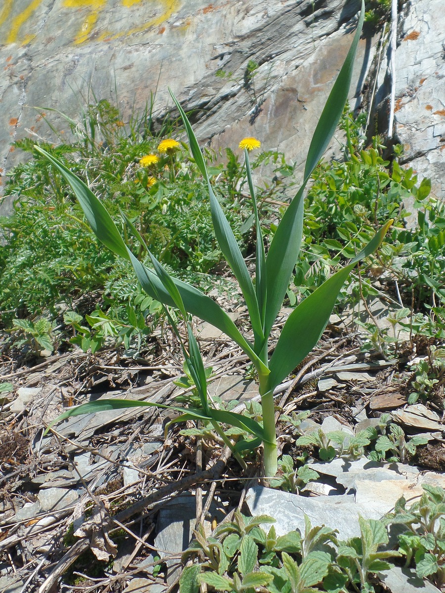 Изображение особи Allium obliquum.