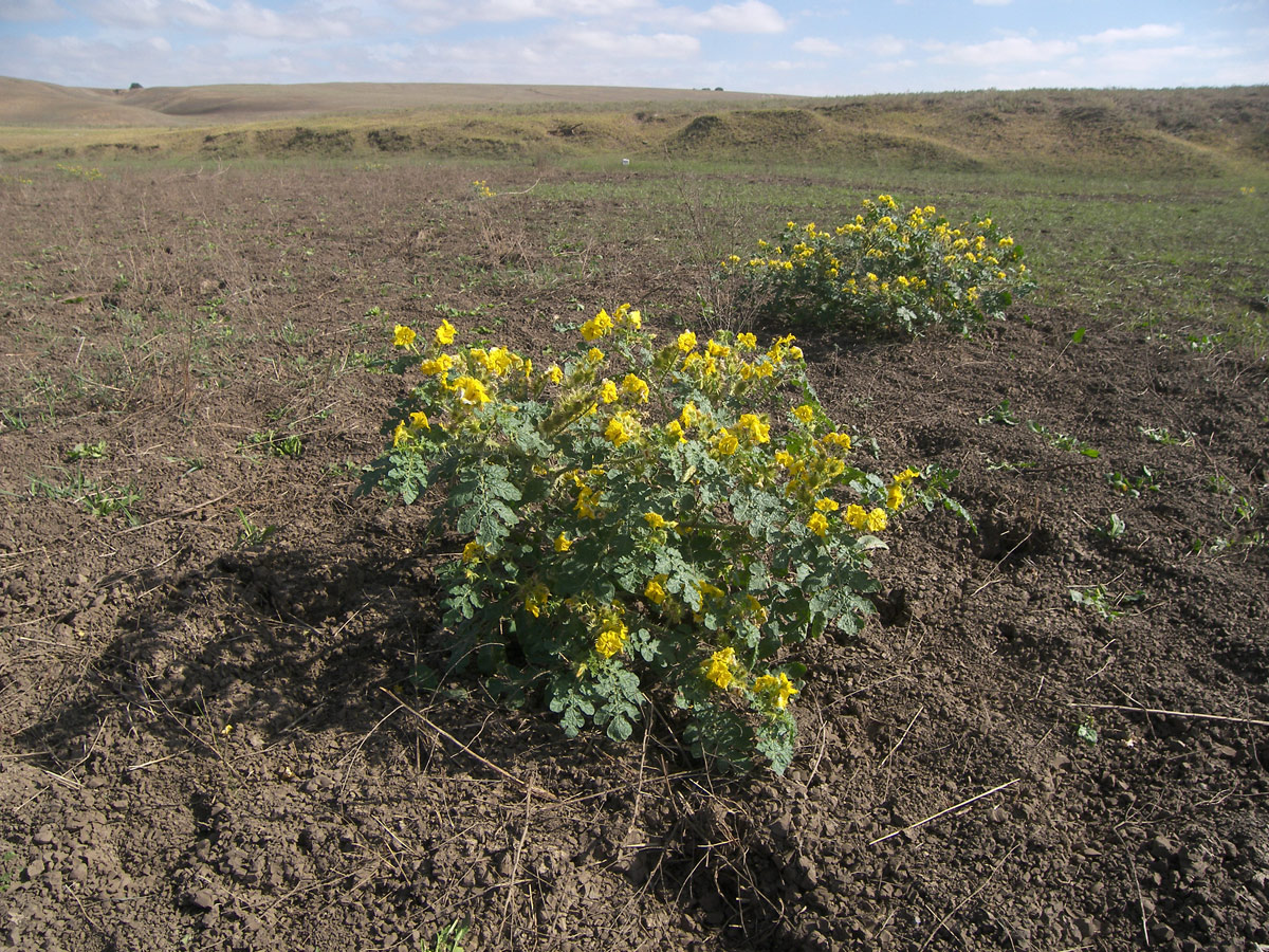 Изображение особи Solanum cornutum.