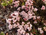 Loiseleuria procumbens. Цветущие растения (вид сверху). Магаданская обл., Ольский р-н, Ольское шоссе, на приморской сопке. 05.06.2016.