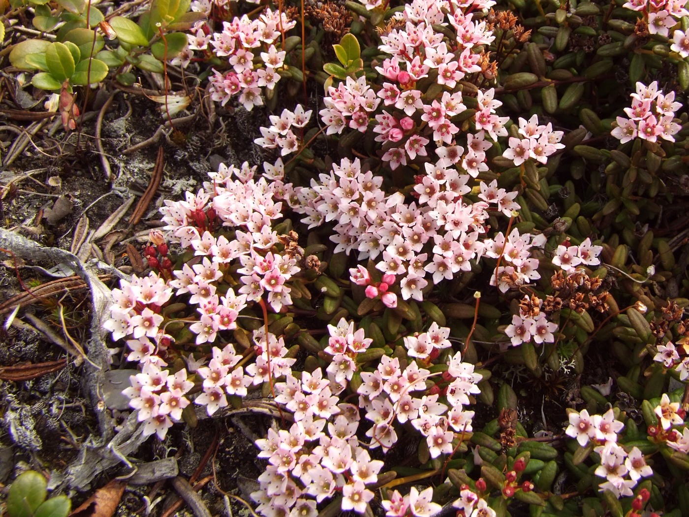 Изображение особи Loiseleuria procumbens.