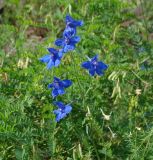 Delphinium grandiflorum. Соцветие. Иркутская обл., Шелеховский р-н, окр. с. Шаманка, на осыпи у подножия Шаманского утёса. 07.07.2016.