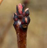 Cotinus coggygria