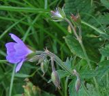 Geranium alpestre