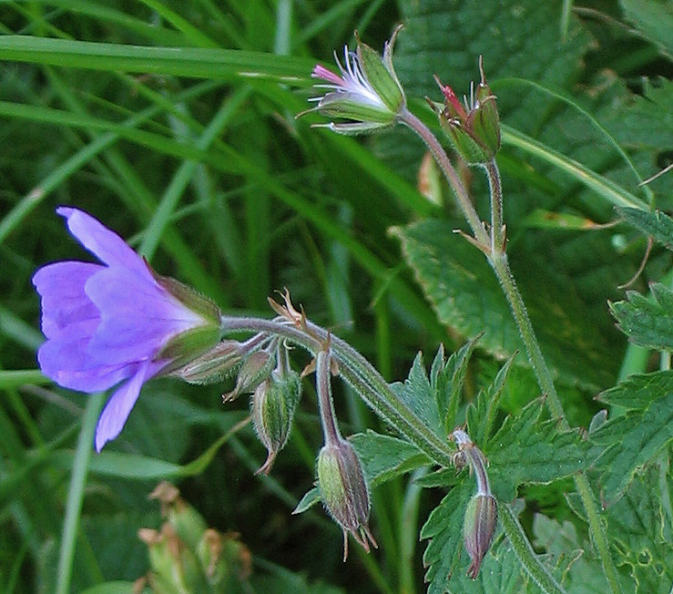 Изображение особи Geranium alpestre.