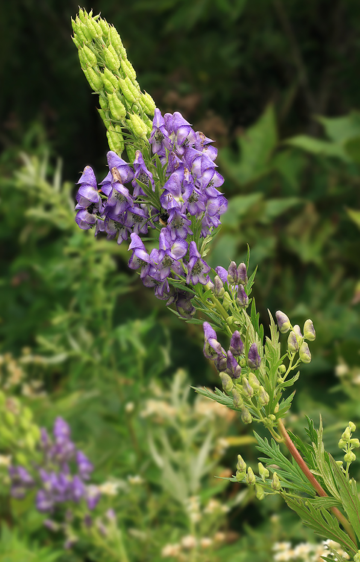 Image of Aconitum sachalinense specimen.