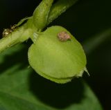 Clitoria ternatea. Часть стебля с основанием листа и бутоном между прицветников. Таиланд, о-в Пхукет, курорт Ката, пустырь у грунтовой дороги. 09.01.2017.