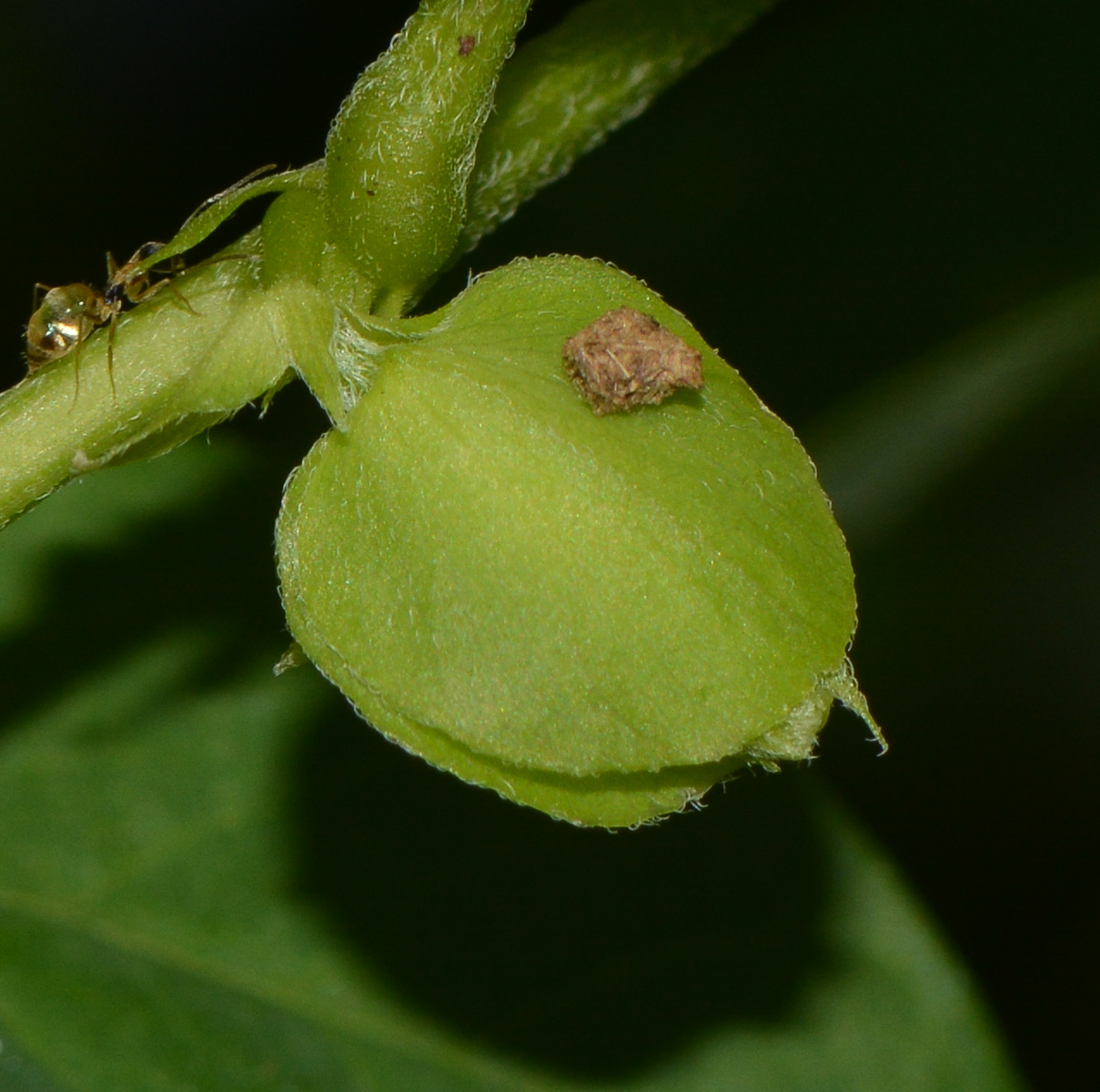 Изображение особи Clitoria ternatea.