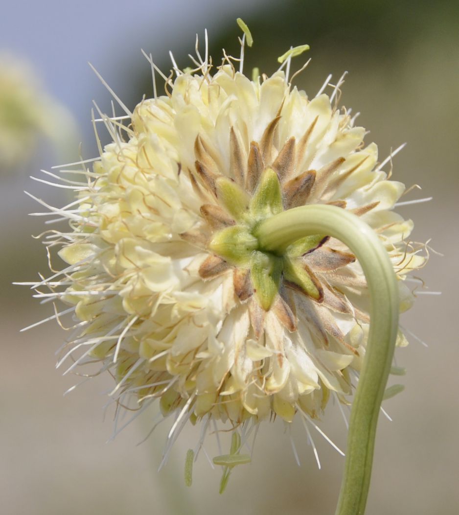 Image of Cephalaria ambrosioides specimen.