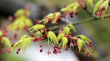 Acer palmatum