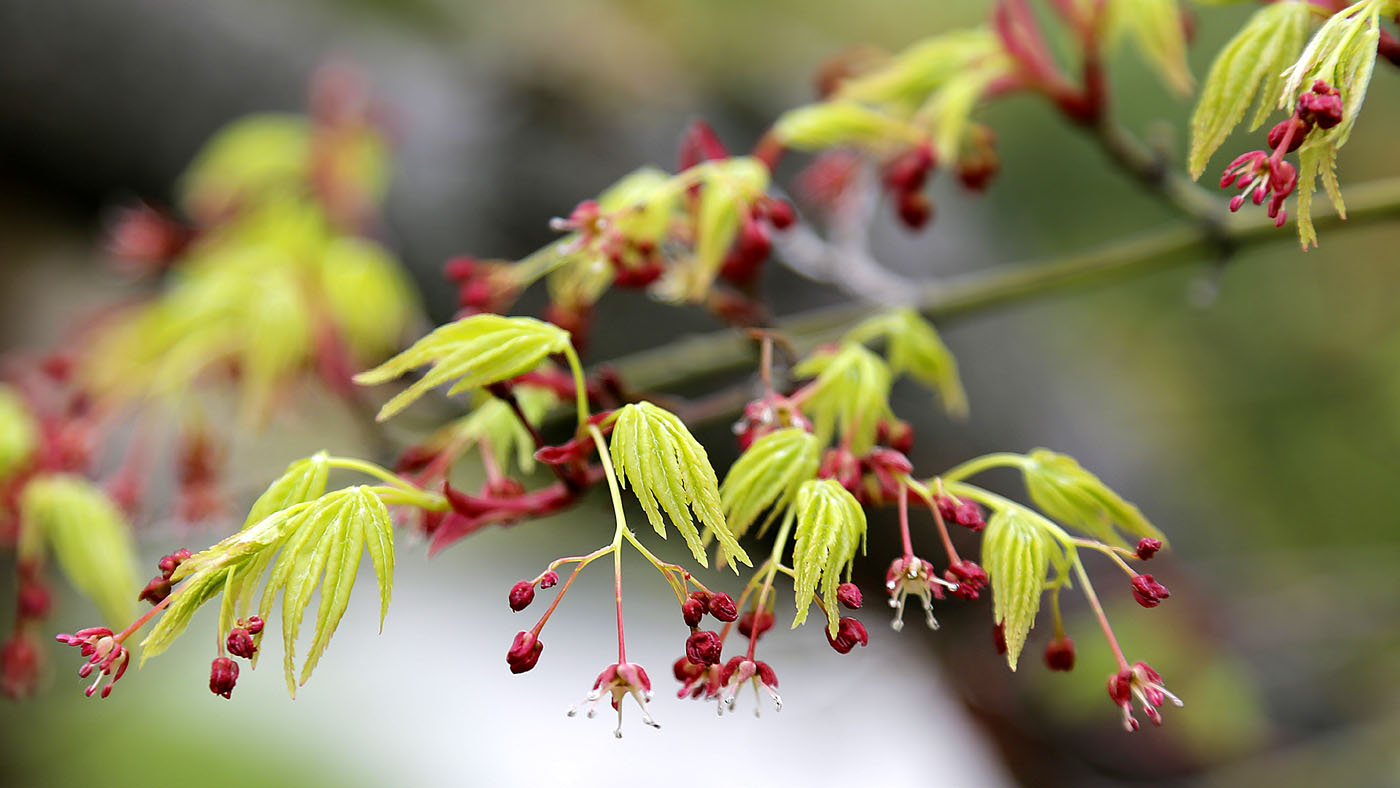 Image of Acer palmatum specimen.