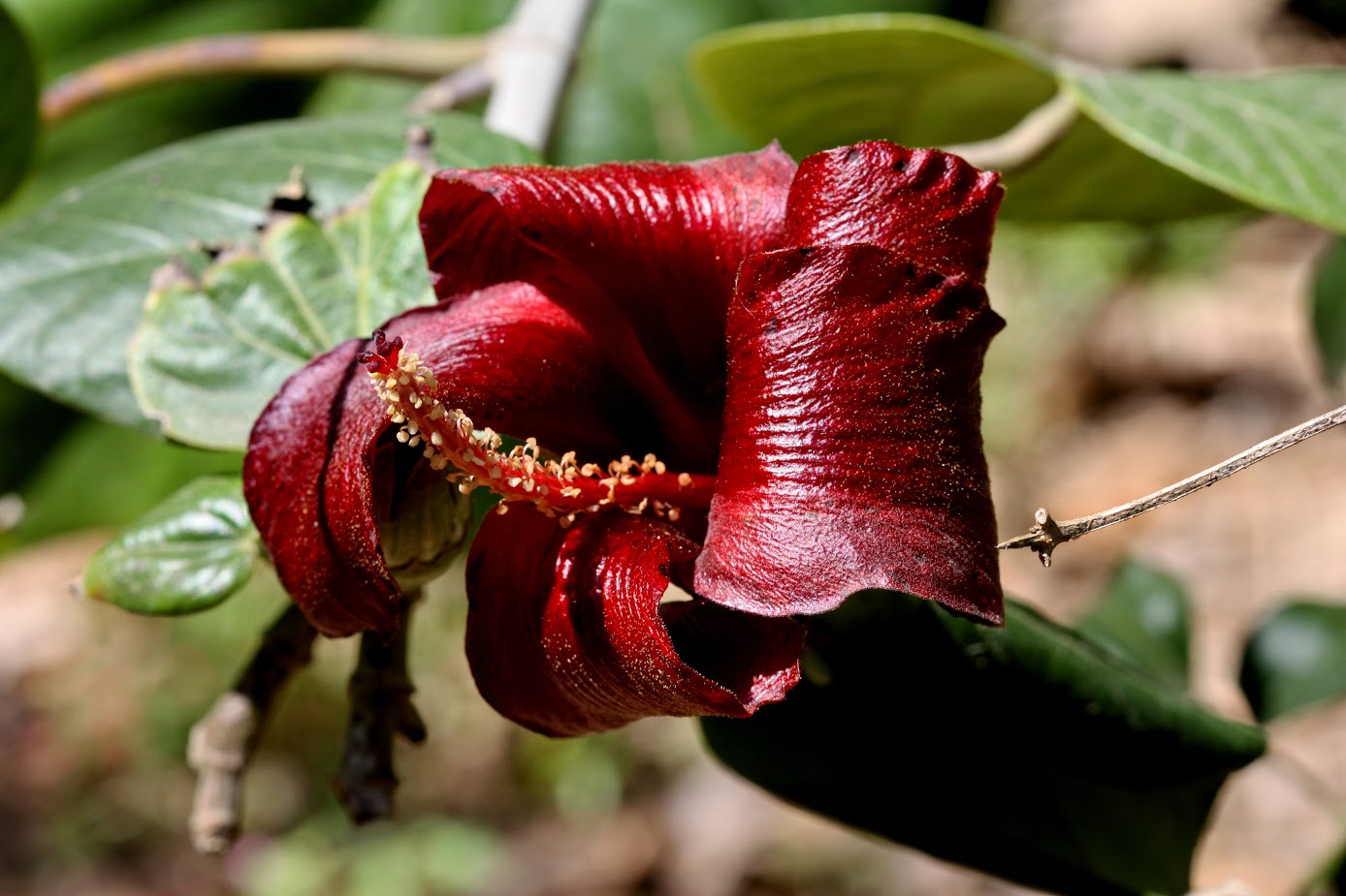 Изображение особи Hibiscus elatus.