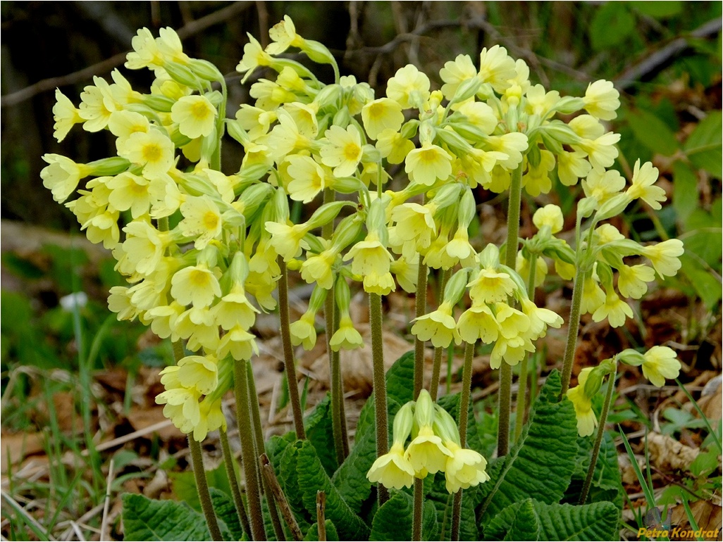 Изображение особи Primula elatior.