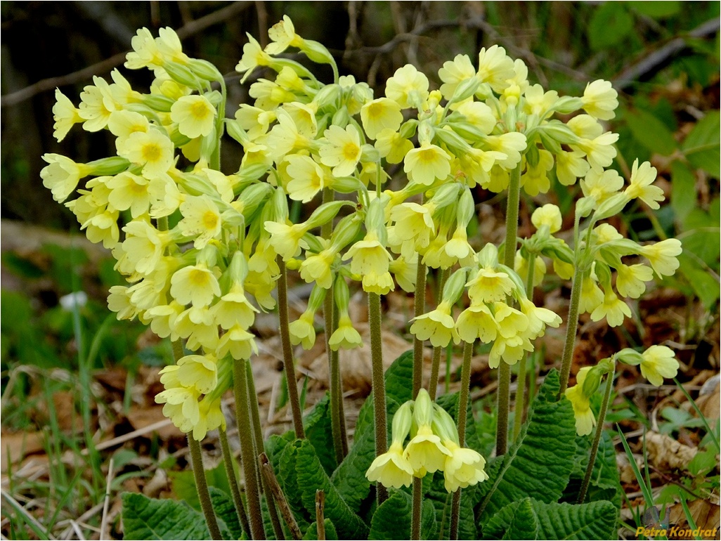 Изображение особи Primula elatior.