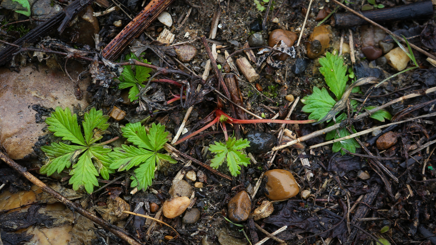 Image of Potentilla intermedia specimen.