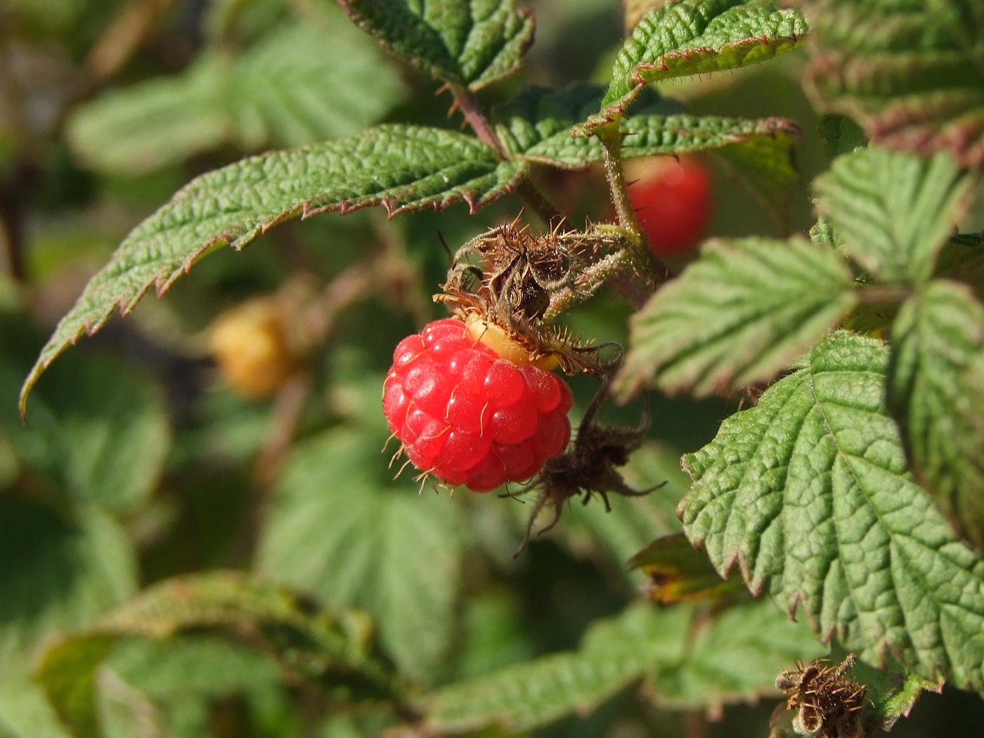 Изображение особи Rubus matsumuranus.