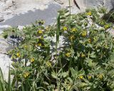 Alkanna orientalis