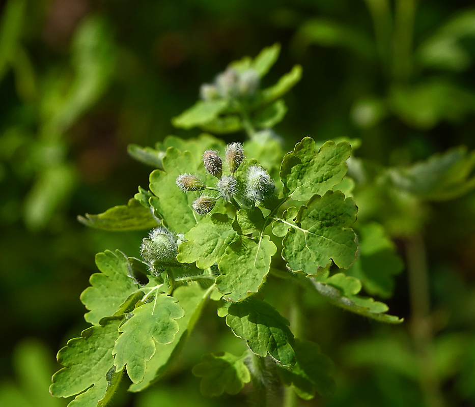 Изображение особи Chelidonium majus.