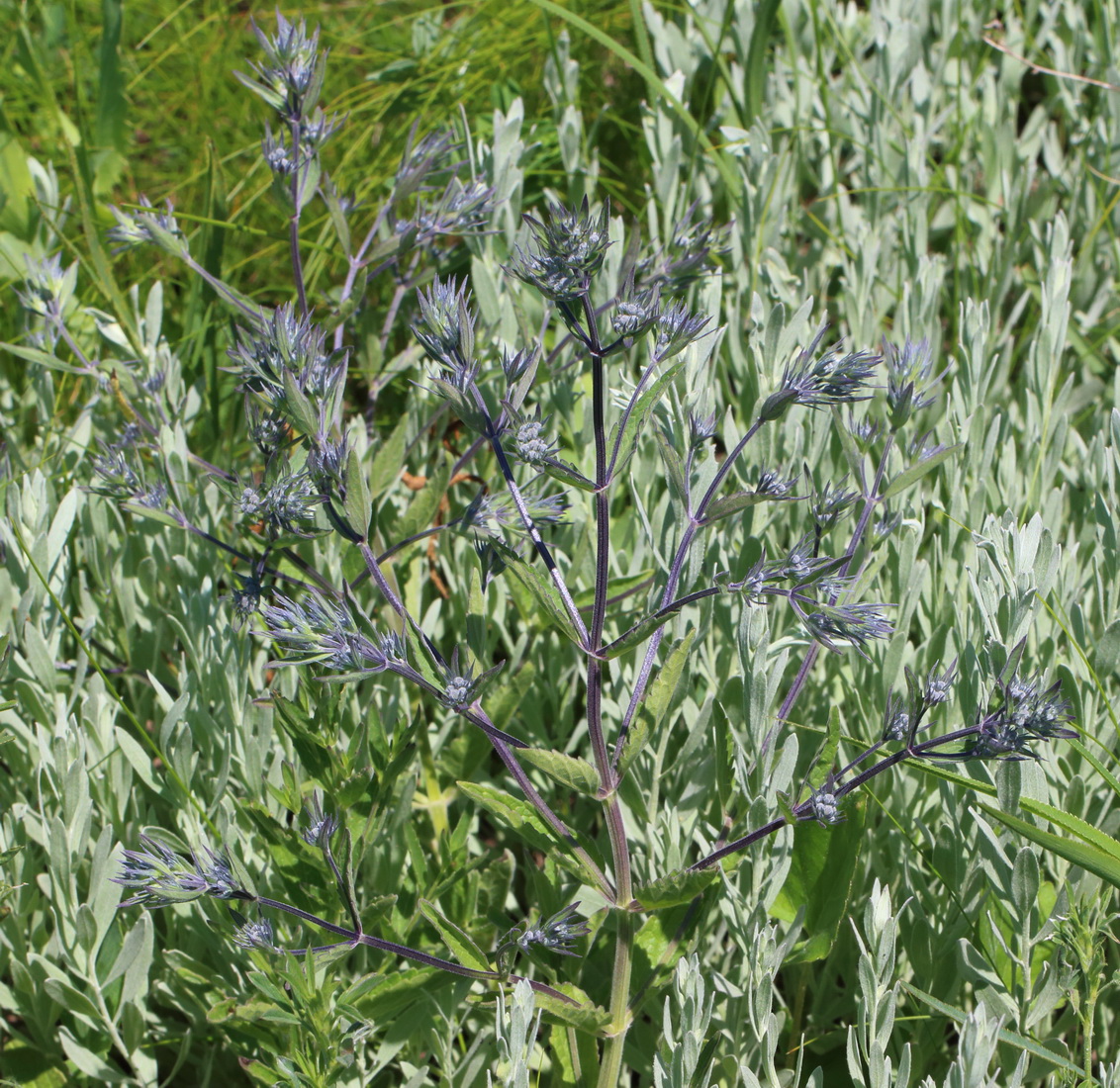 Image of Nepeta parviflora specimen.