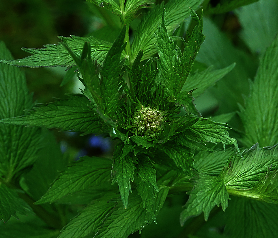 Изображение особи Valeriana officinalis.