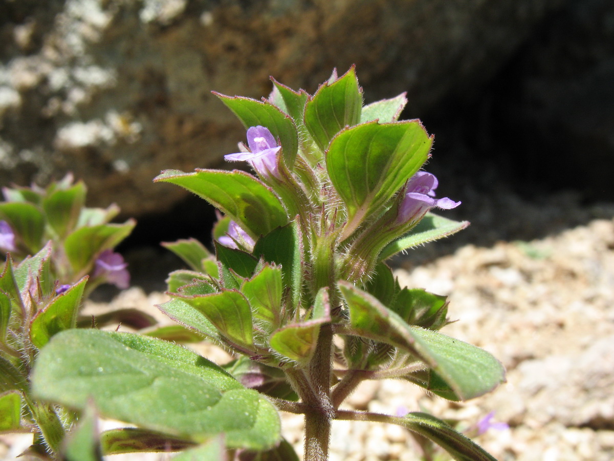 Image of Ziziphora graveolens specimen.