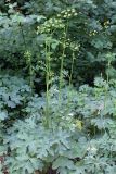 Heracleum sibiricum. Цветущее растение. Узбекистан, г. Ташкент, Ботанический сад им. Ф.Н. Русанова. 24.06.2017.