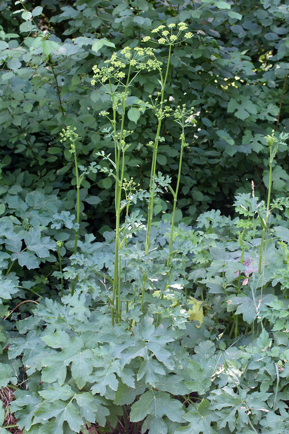 Изображение особи Heracleum sibiricum.