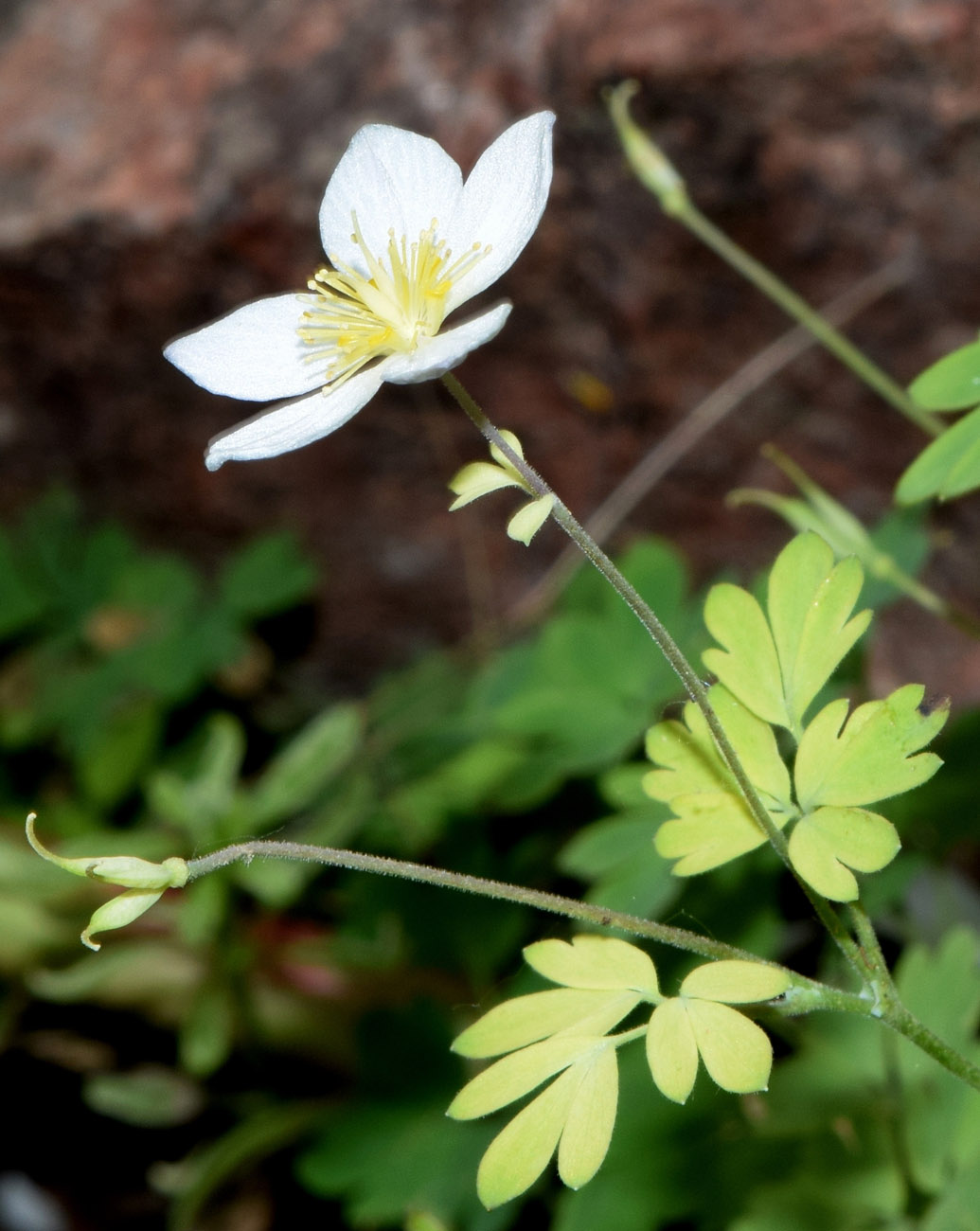 Изображение особи Paropyrum anemonoides.