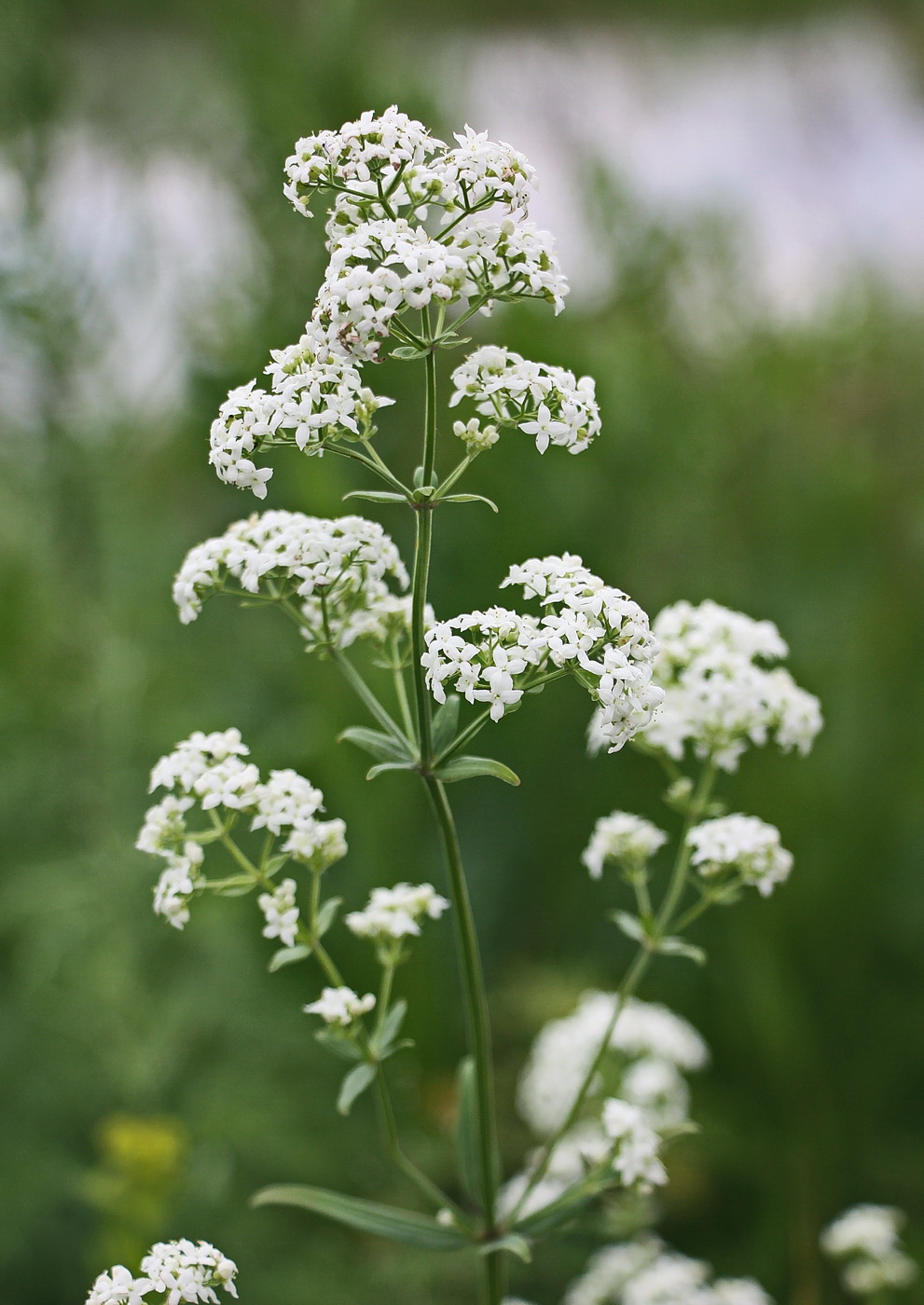 Image of Galium boreale specimen.