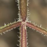 Heracleum sibiricum